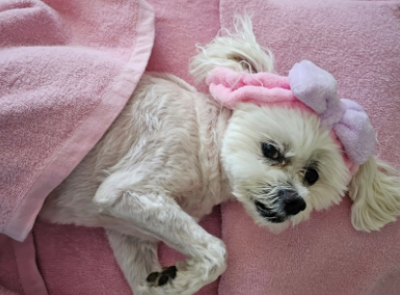 White fluffy dog lying on pink towels waiting for a dog massage