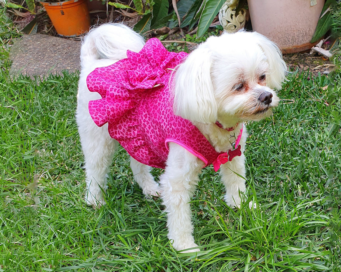 Snoweys Closet - Small Dog Harness Dresses1621243260e1af0c20-2