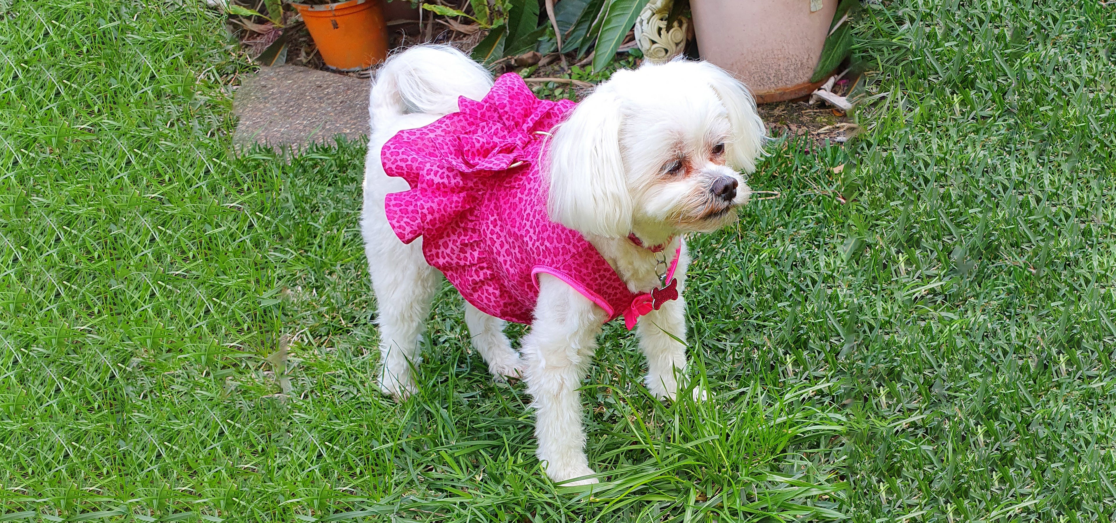 Snoweys Closet - Small Dog Harness Dresses1621243260e1af0c20-2