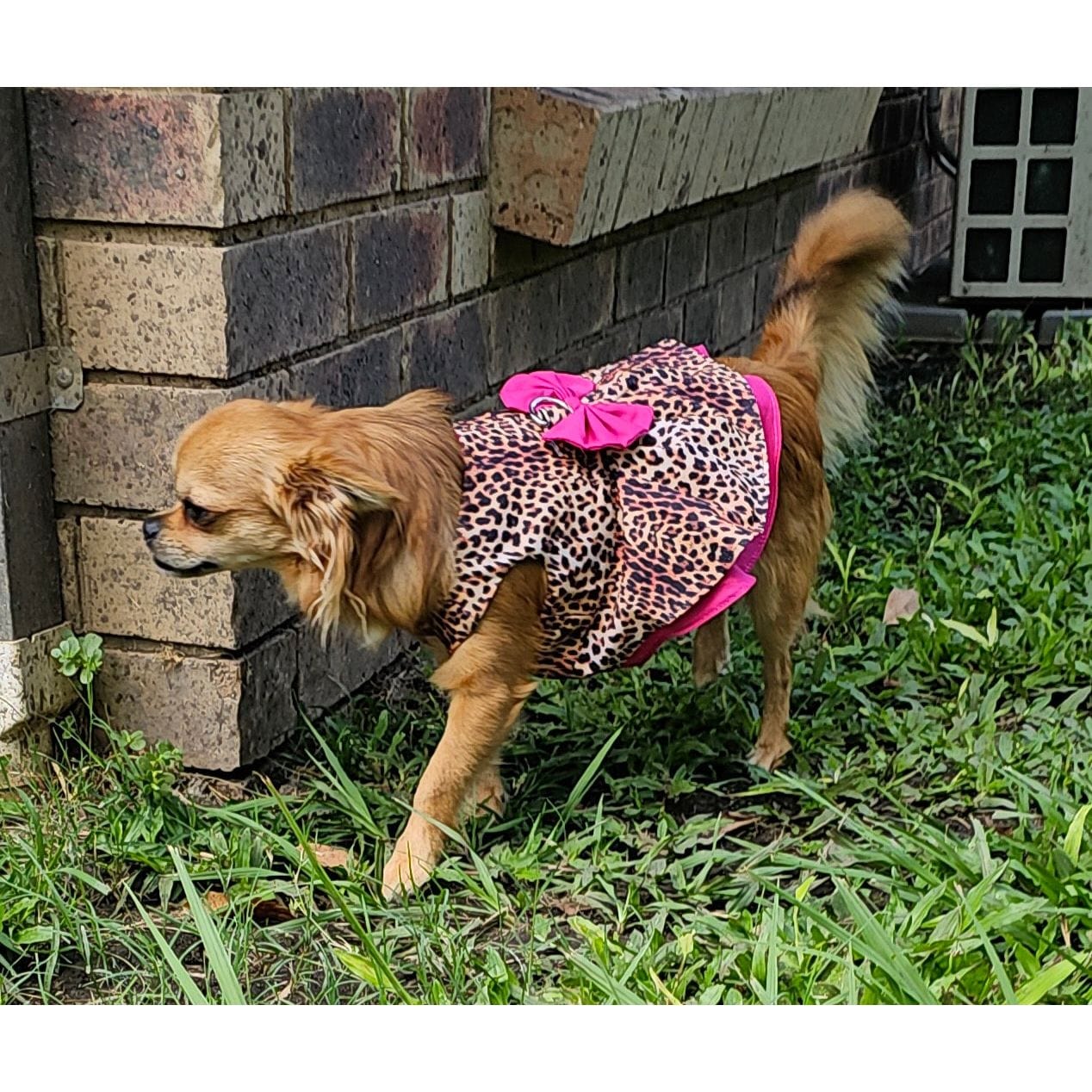 A furry friend wearing a small dog harness