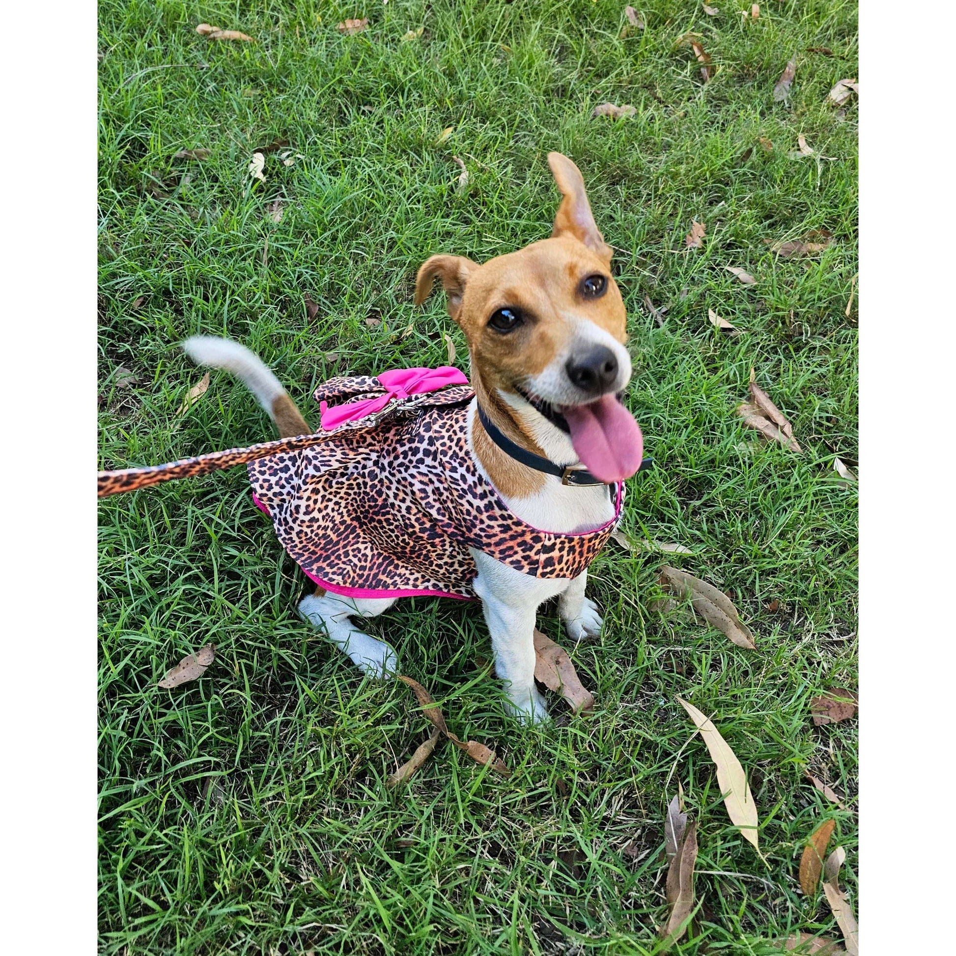 A dog wearing a dress which is not too tight on the neck or chest but still provides comfort and security like a dog harness