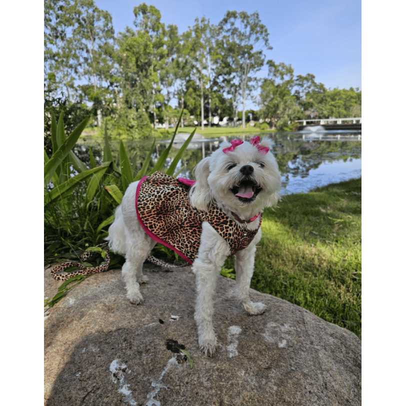 A dog wearing dog clothes and a pink collar on its neck and two pink bows in its hair