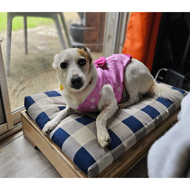 Pretty Paws Dog Harness Dress