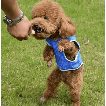 Summer Dog Cooling Vest