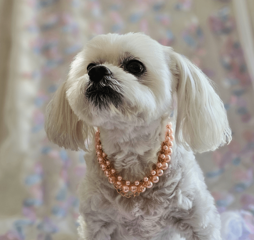 3 Strand Pearl and Gold Dog Necklace