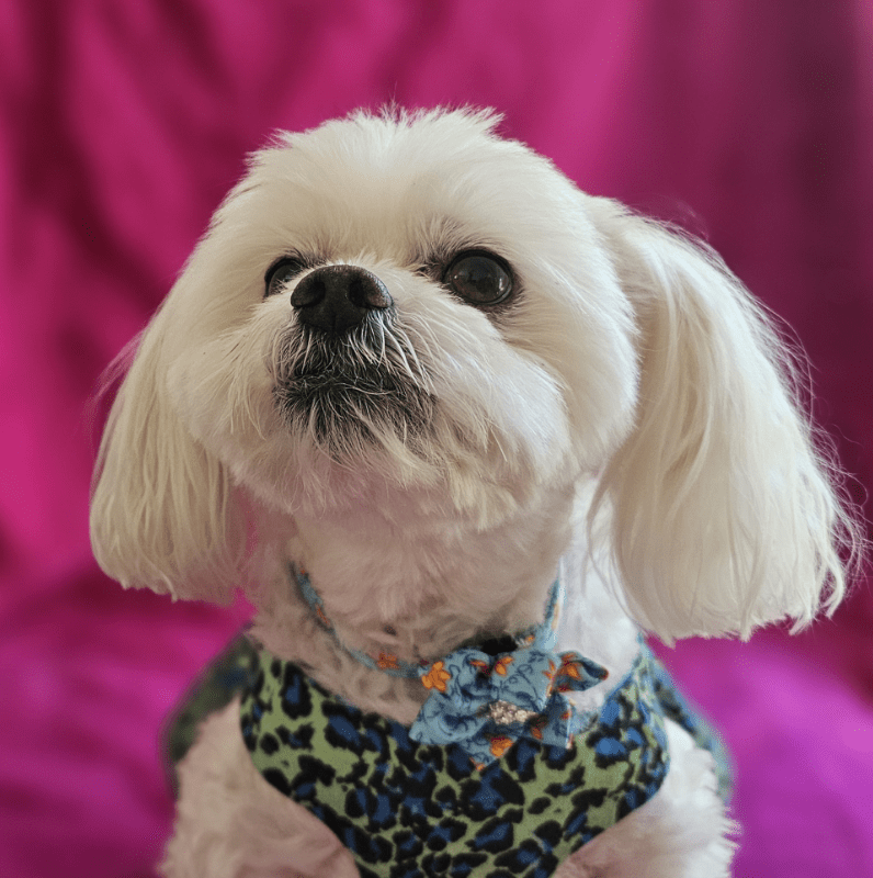 Flower and Diamante Dog Collar