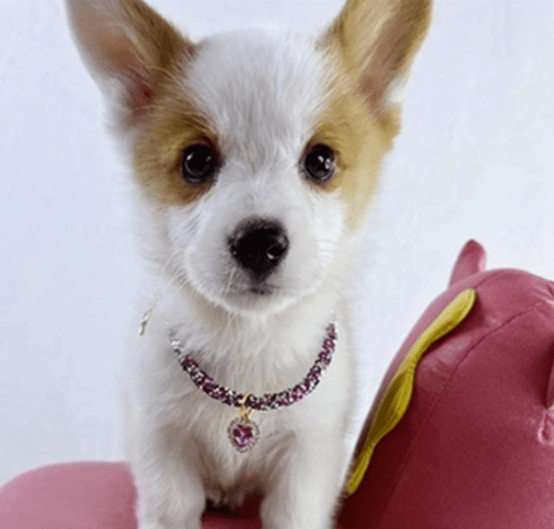 Bling Crystal Rhinestone Necklace for Dogs and cats