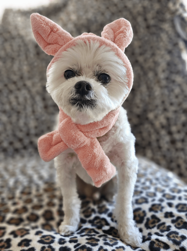 Rabbit Ears Hat and Scarf Combo for Dogs