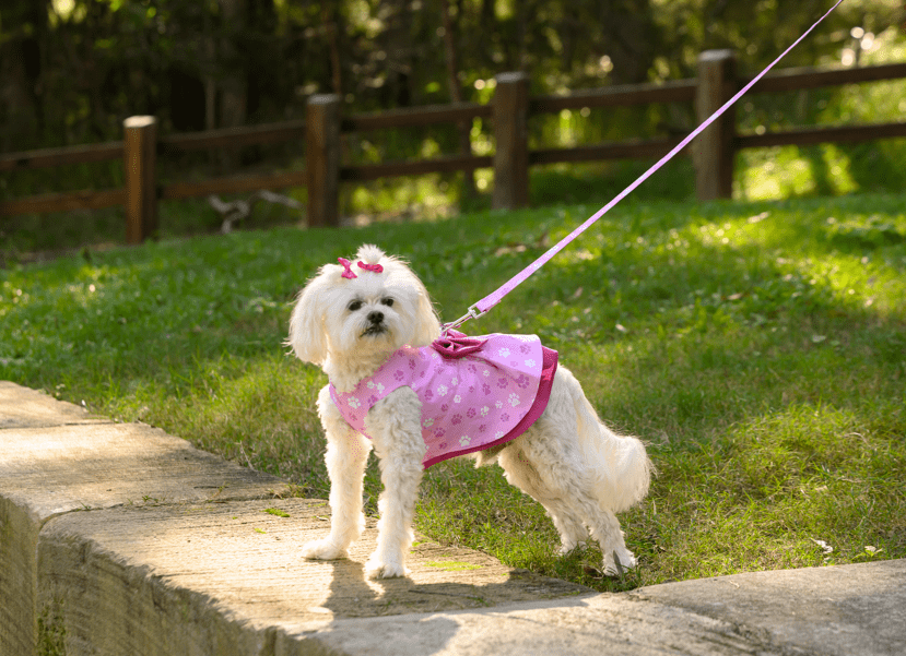 Pretty Paws Dog Harness Dress