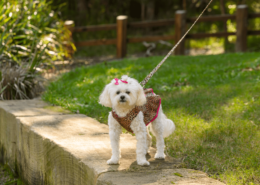 A dog going for daily walks wearing a small dog harness designed for comfort and fashion