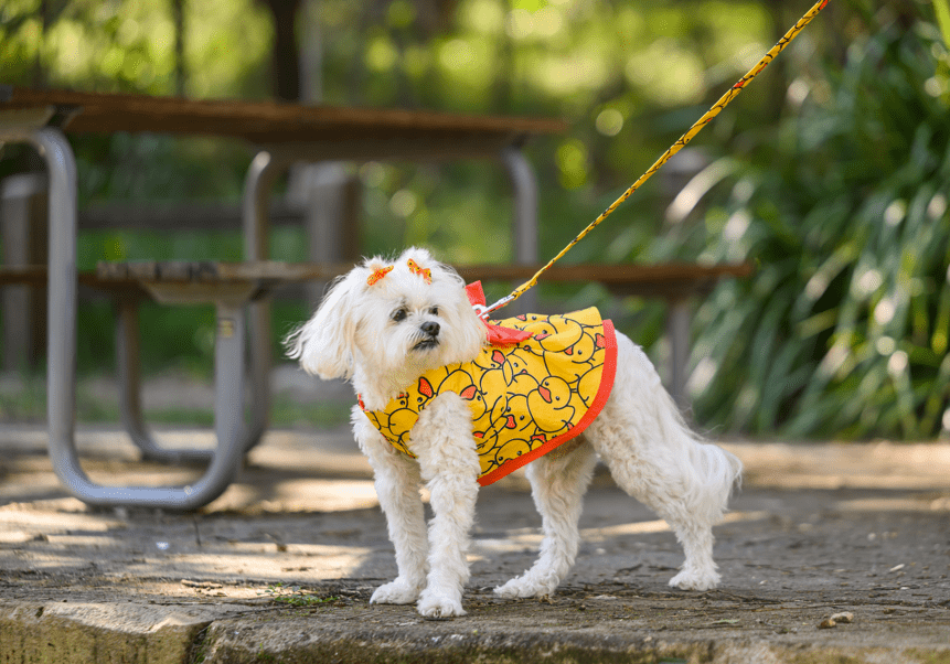 Hello Rubber Ducky Dog Harness Dress