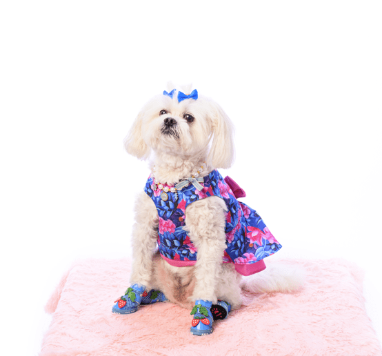 Strawberry Mesh Dog Shoes for Summer