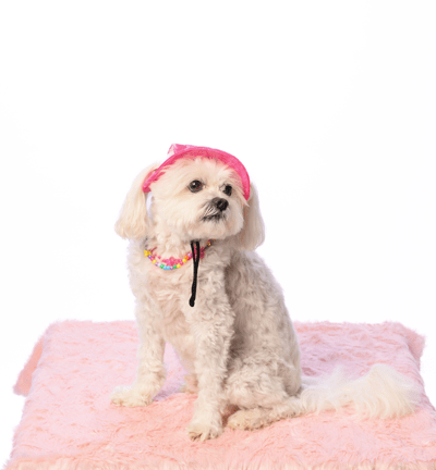 Adjustable Cotton Dog Hat