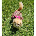 A puppy wearing dog clothes.  The dress is leopard print pattern with pink bow on the back