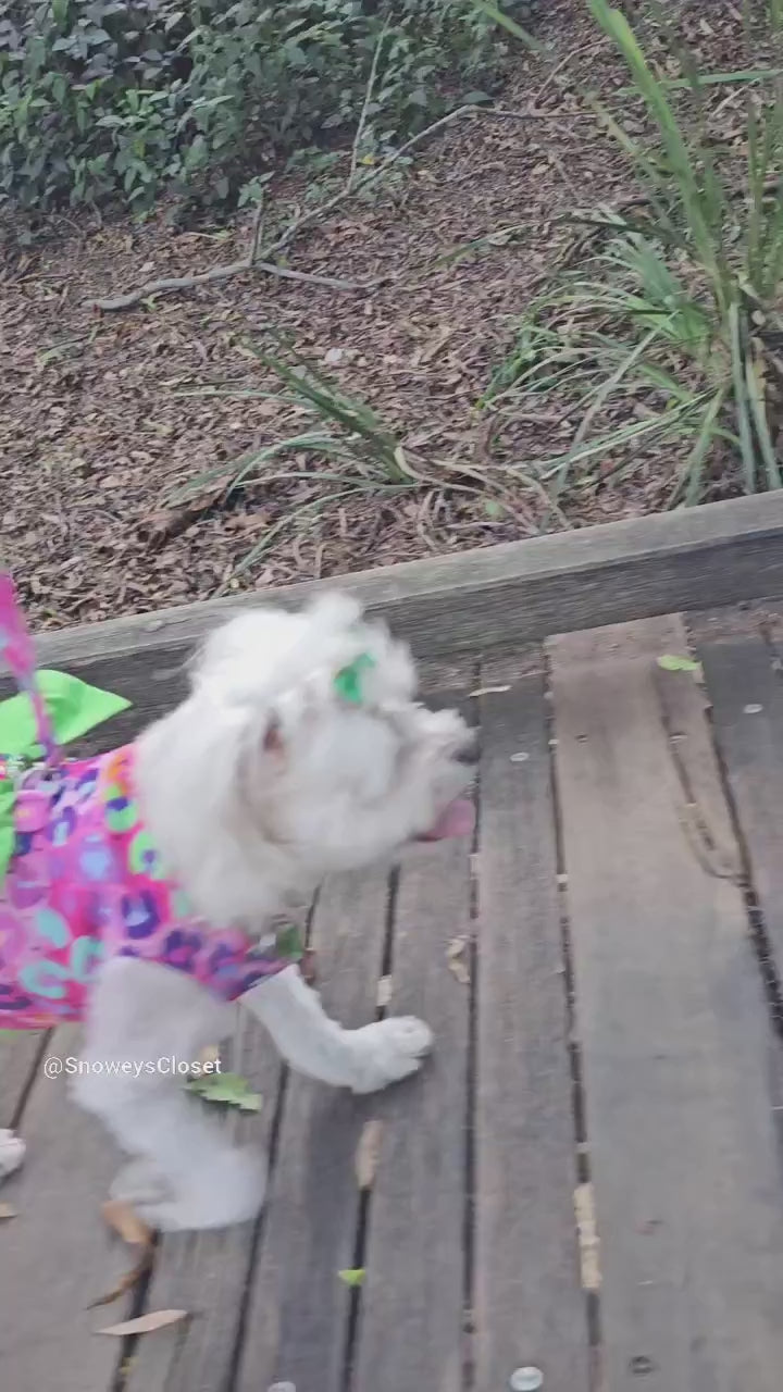 Rainbow Leopard Dog Harness Dress