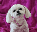 Snoweys Bowknot and Bone Charm Dog Necklace