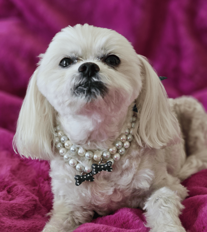 Snoweys Bowknot and Bone Charm Dog Necklace