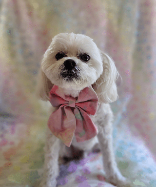 Snoweys Cute dog collar - Dog bow tie