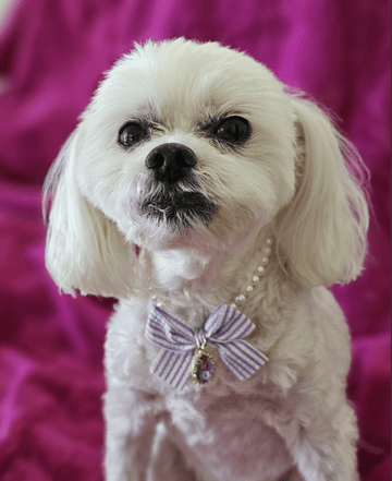 Snoweys Diamante Rhinestone Drop with Pearl Necklace for Cats and Dogs