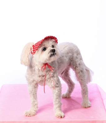 Snoweys Dog Hat Outdoor Sun Protection