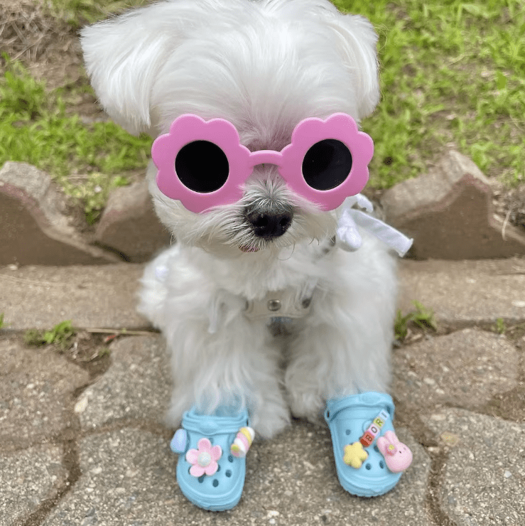 Snoweys Dog Pet Shoes Waterproof Summer Beach Slippers for Dogs