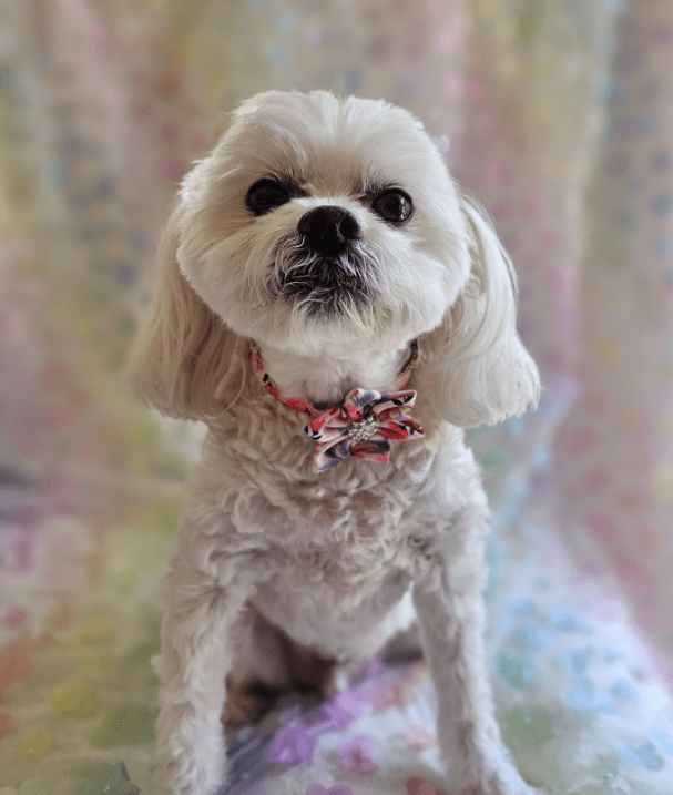 Snoweys Flower and Diamante Dog Collar