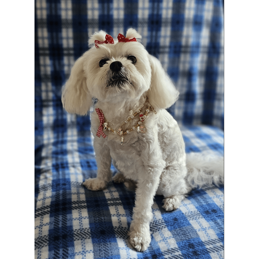 Snoweys Glamorous Jewellery Dog Necklace