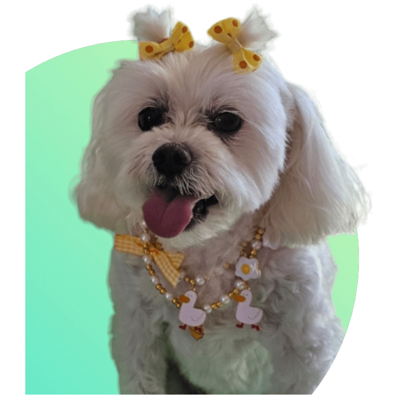 Snoweys Glamorous Jewellery Dog Necklace