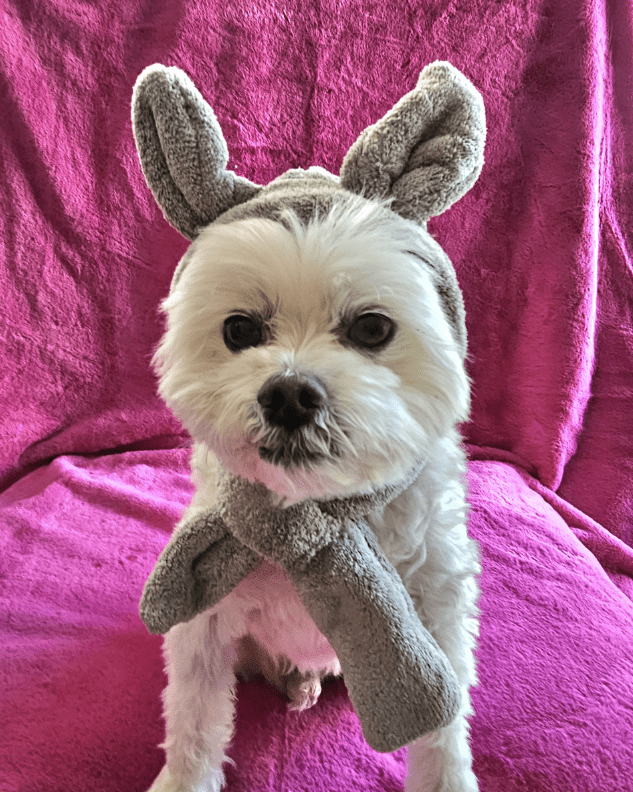 Snoweys Grey / Extra Small Rabbit Ears Hat and Scarf Combo for Dogs