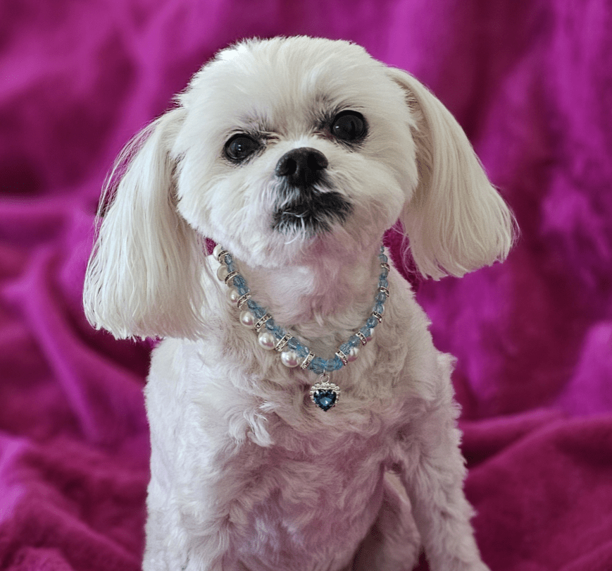 Snoweys Small / Blue Crystal and Pearl Pet Collar Necklace for Dogs and Cats