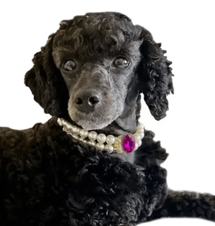 Snoweys Statement Pearl Choker with Rhinestone Centre