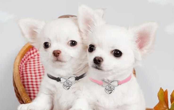 Snoweys Suede Leather and Charm Small Dog Collars and Puppy Collars