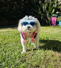 Snoweys Sunglasses goggles Sunglasses for Dogs - Dog Sunglasses Goggles