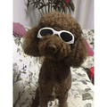 Snoweys Sunglasses goggles White / Small Sunglasses for Dogs - Dog Sunglasses Goggles