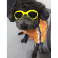 Snoweys Sunglasses goggles Yellow / Small Sunglasses for Dogs - Dog Sunglasses Goggles